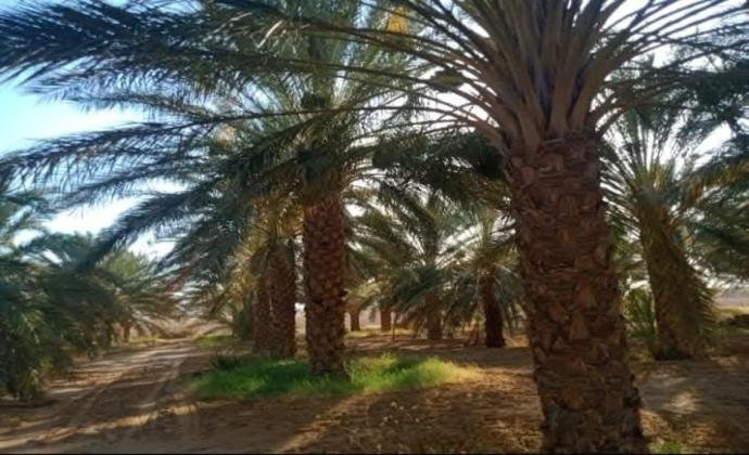 Biskra Palm Investment